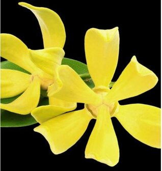 Rinascere 50ml