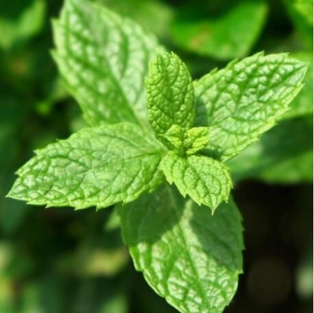 Wow Scent 15ml